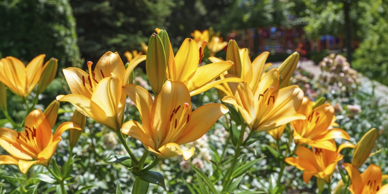 Как размножить лилии правильно